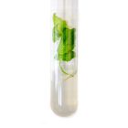 Plant Matter Inside A Test Tube